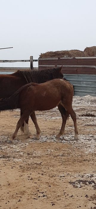 Жабағы ұрғашы сатылады