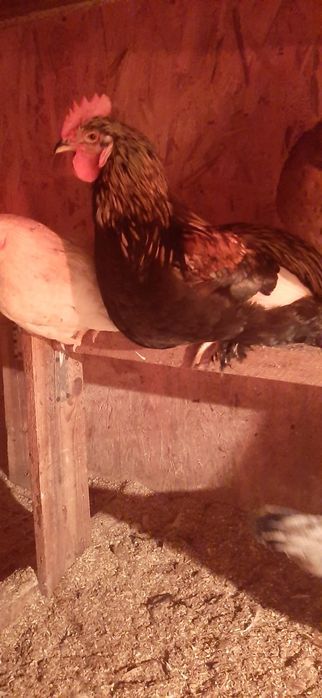 Молодые петушки 6 месяцев