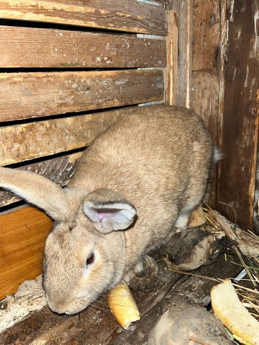 Продам рабочего крола