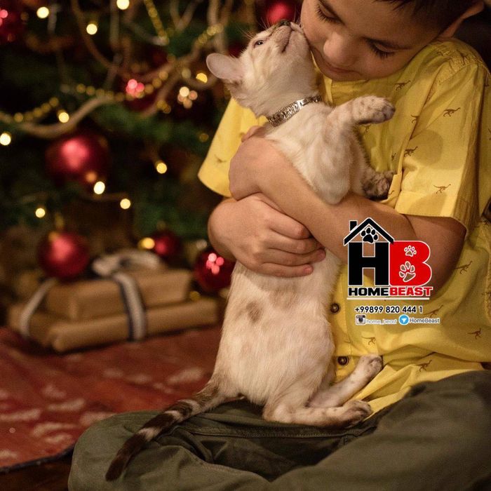 Клубные бенгальские котята шоу класса