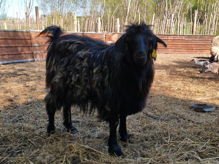 продам трёх казлов