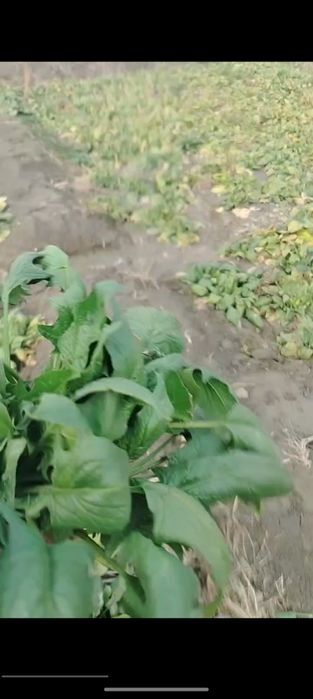 Shipanat sotamiz dastafka siz bor