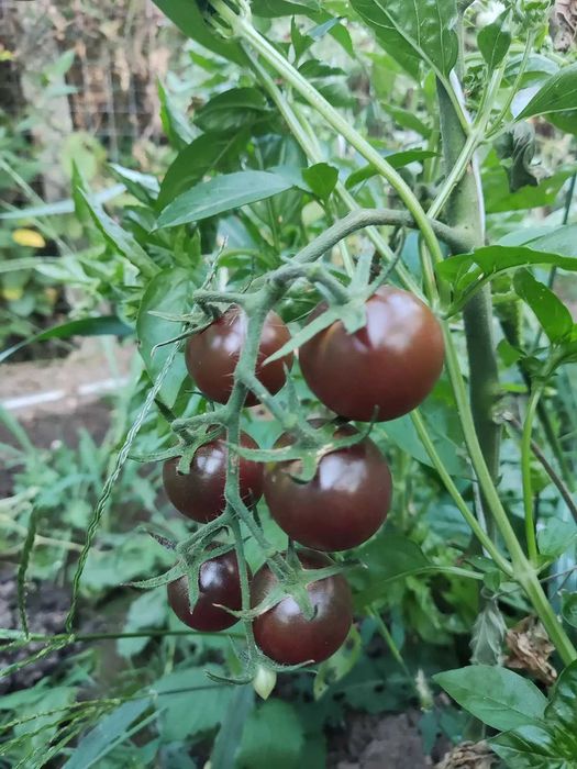 Стари сортове домати семена - BalkanSort