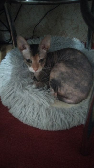 Продается кошечка