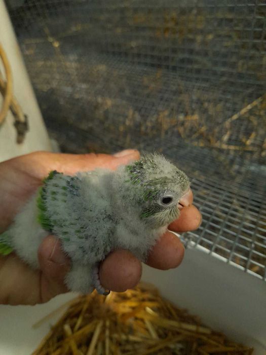 Продавам ръчно хранени монаси