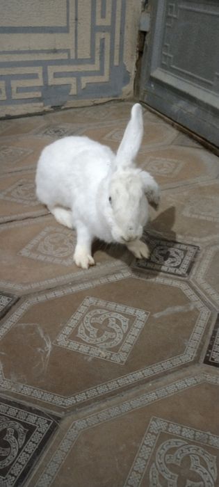 Buĝoz quyonlar sotiladi