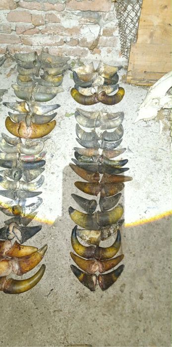 Рога от крави за маски