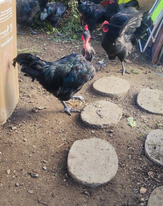Găini, cocoși și pui
