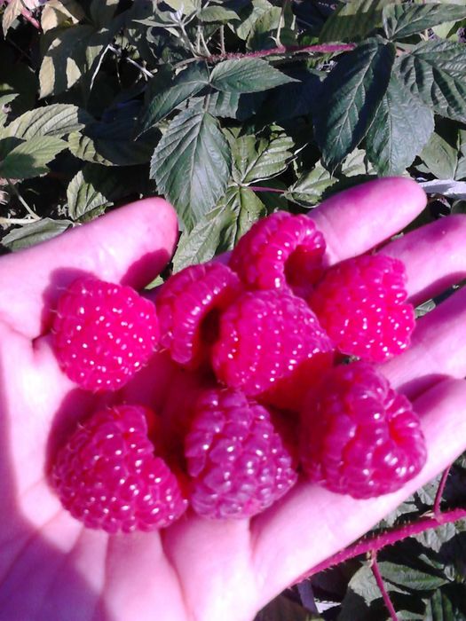 Разсад Малина сорт Херетидж - Промоция