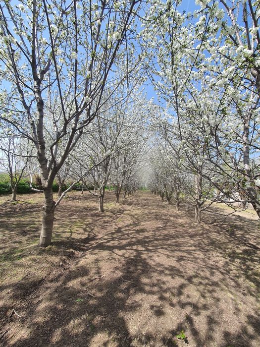 Yer sotiladi 18 sotix. Sotixi 7000$ dan sotiladi