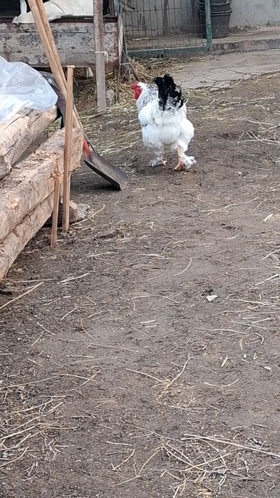 2та брама хурозла 3кг дан балан 2ласиям