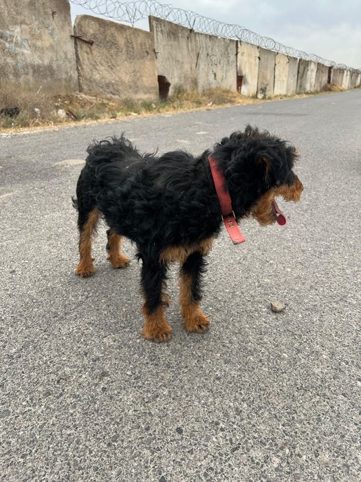 Ягдтерьер Продается!