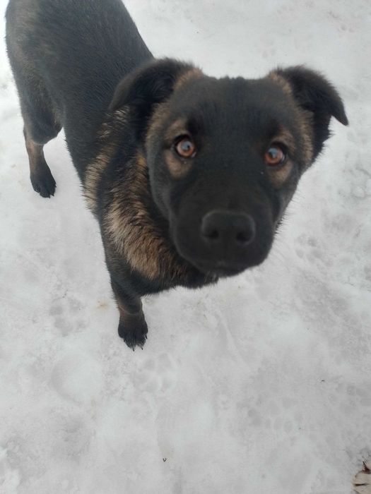 щенок в добрые руки