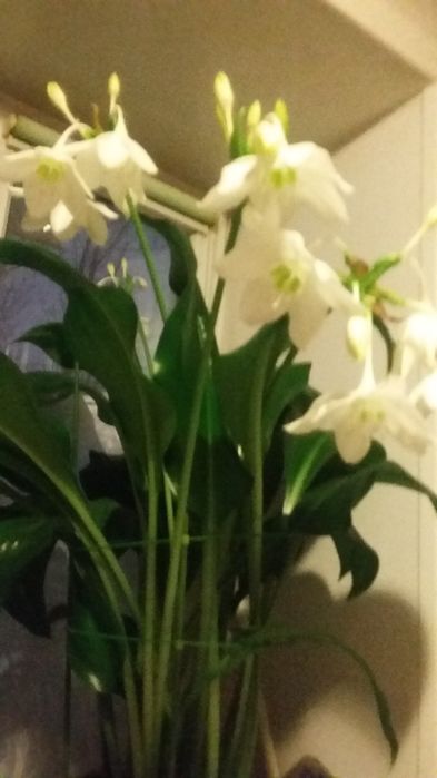 Продам комнатные цветы