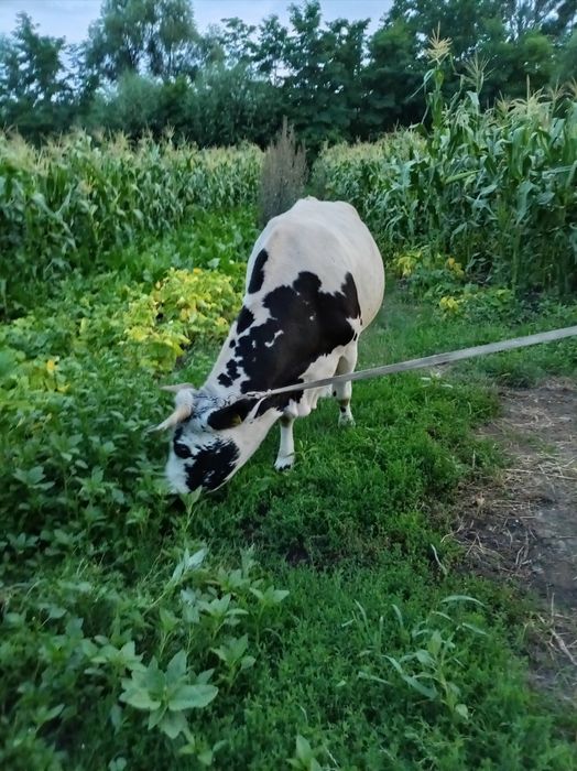 Vând vacă carne/ lapte