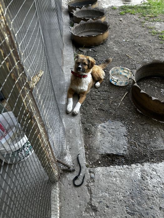 Срочно отдам щека в добрые руки