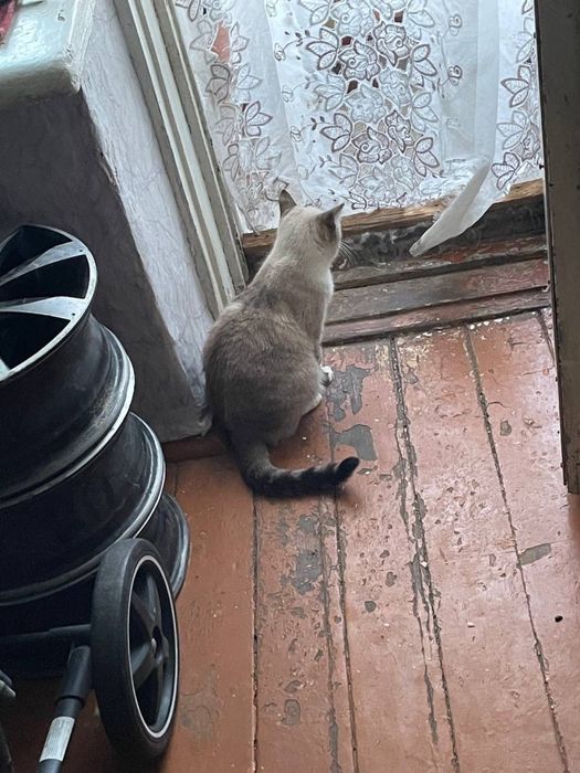 Отдам кошек в хорошие руки