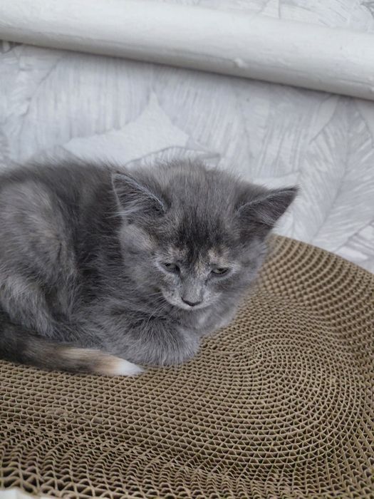 Отдам котят бесплатно