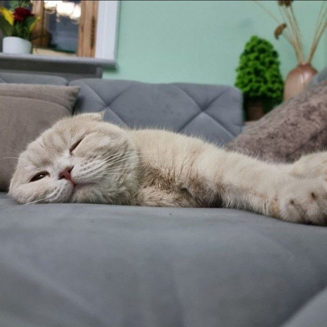 Scottish  fold мальчик