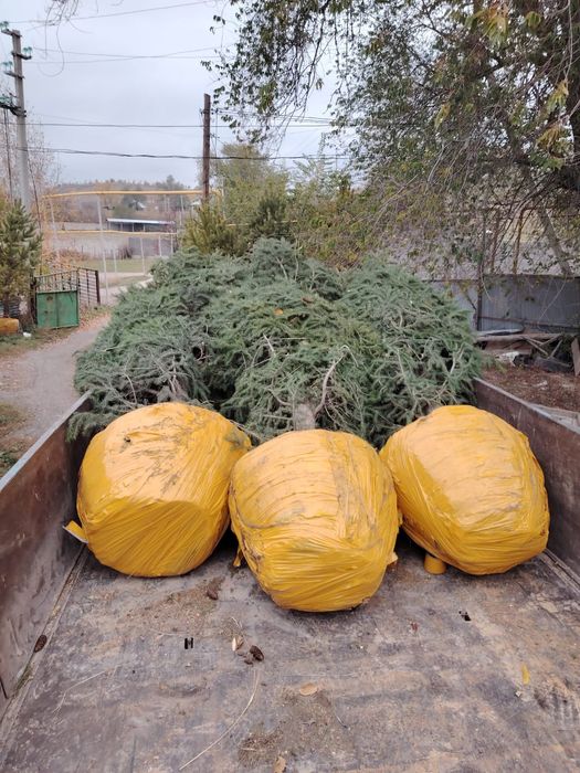 Пересадка выкопка посадка