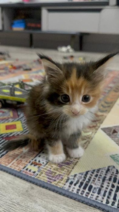 Продам котят Мейн кун