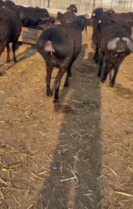 ЕДИЛБАЙ ЗОТДОР кози койлар сотилади оптим 1-кул