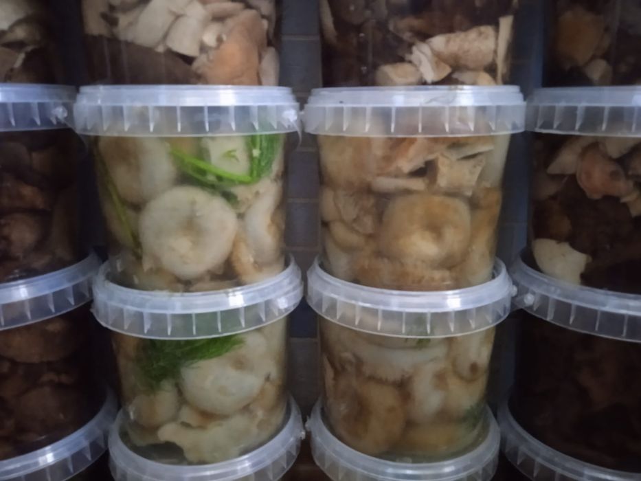 Продам грибы к-т Боровое