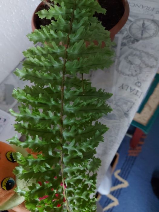 Папоротник кудрявый