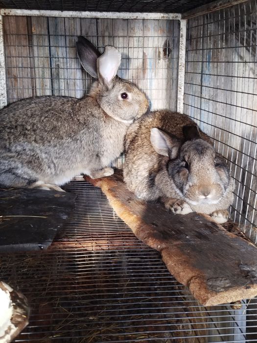 Продам кроликов крупных