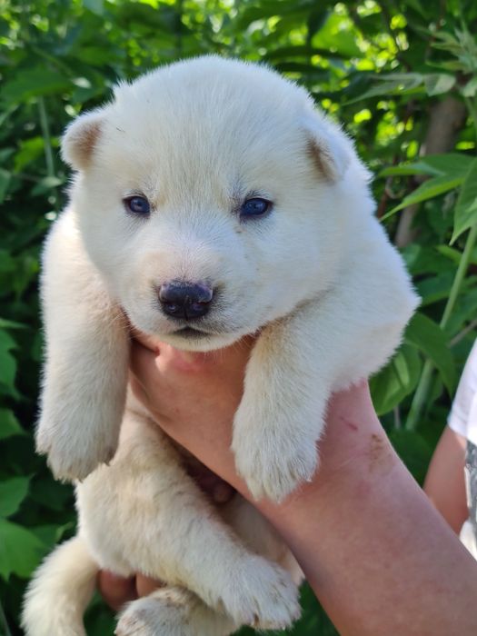 Продам щенков сибирской хаски.