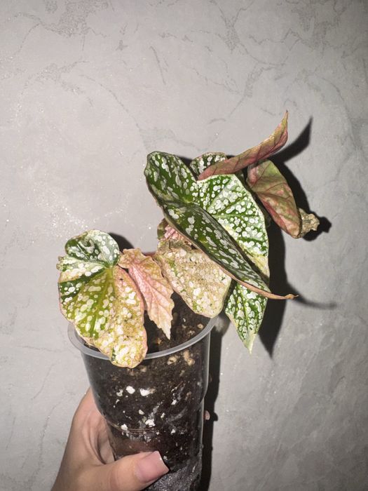 Бегония Snow Capped pink variegata