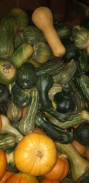 Продам         тыкву