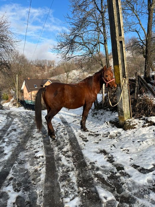 Cal de vânzare comuna pucheni,  65 de milioane