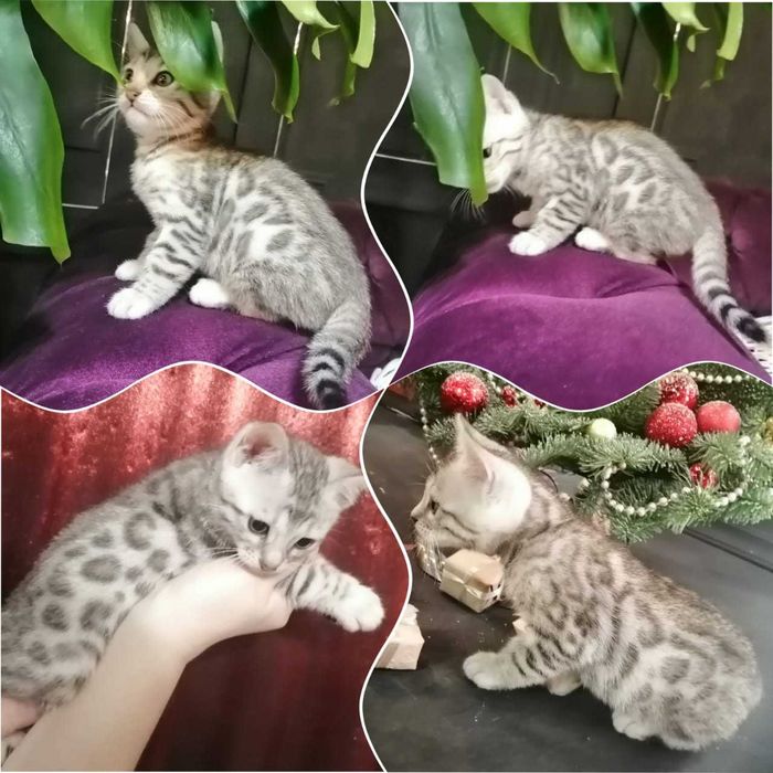 Бенгальский котята редких окрасов