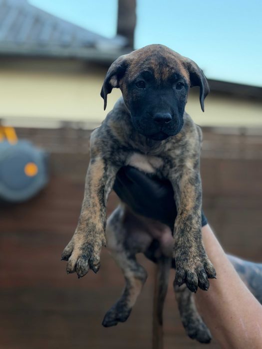 Pui de Presa Canario cu Pedigree FCI din parinti campioni