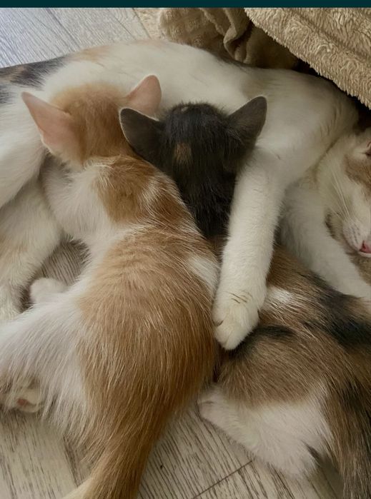 Котята 2 месяца в добрые любящие руки. руки