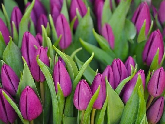 Тюльпаны в ассортименте