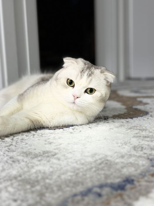Шотландский вислоухий кот, возраст 2