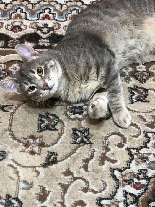 Отдам котика в добрые руки