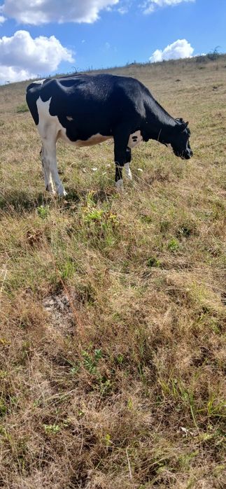 Vand sau schimb cu manz sau manza peste un an junica holstein la 300 kg