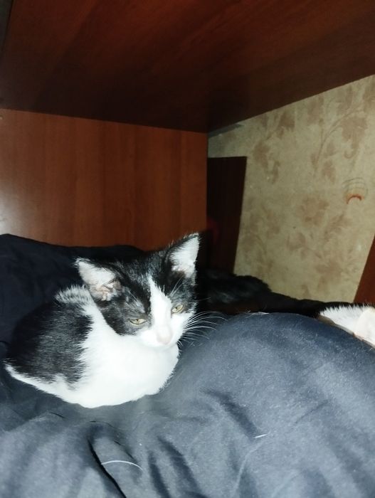 Продам котёнка сиамская