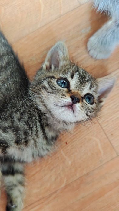 Красивые котята!