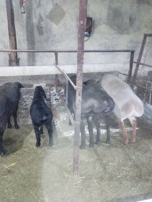 Ena bola quylar sotiladi Xisor arashan