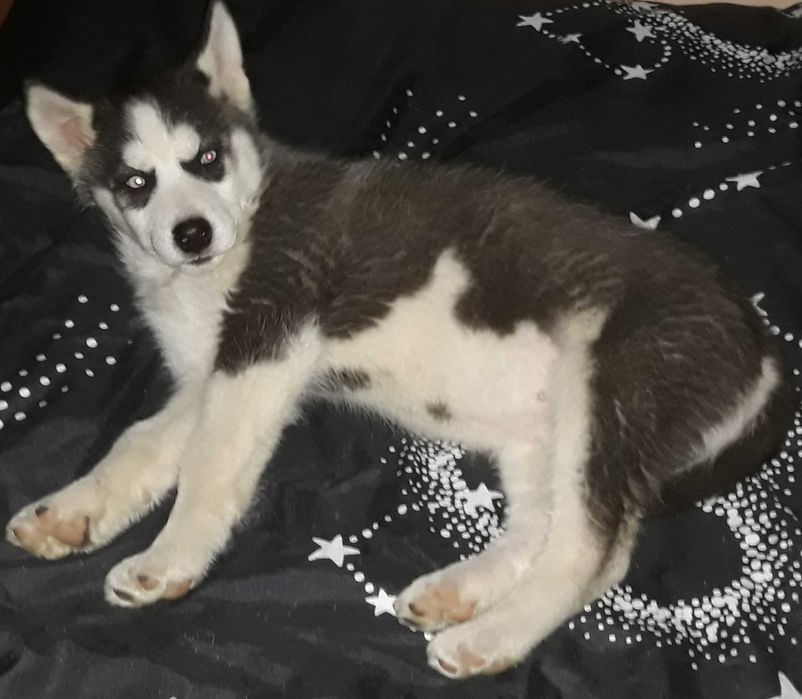 Husky Siberian mascul negru cu alb-ochi albastri