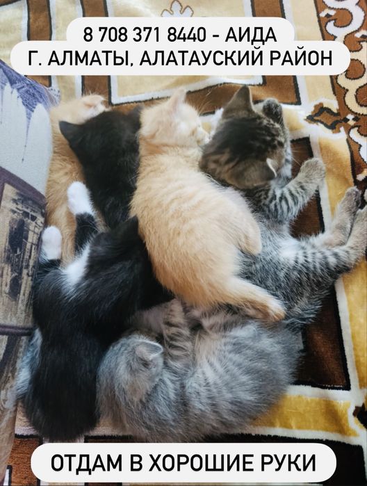 Отдам в хорошие руки/Самовывоз