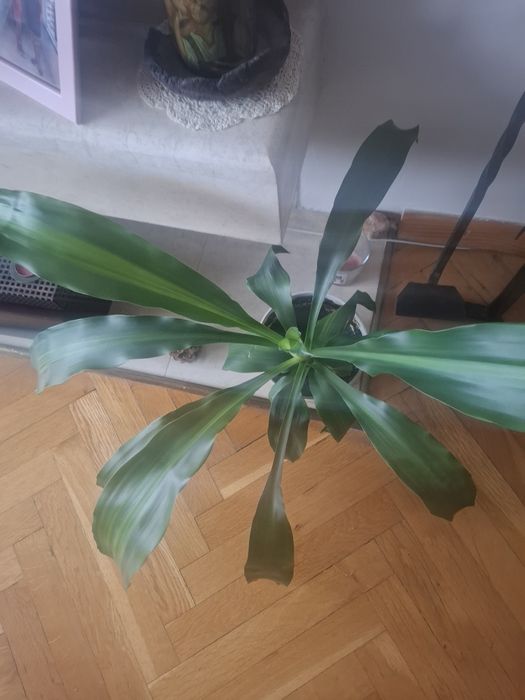 Декоративна палма