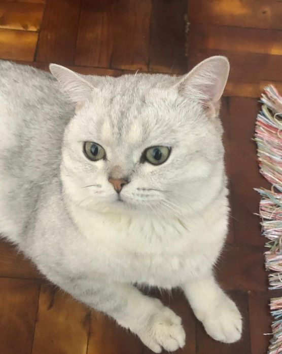 Кот британский 3 года