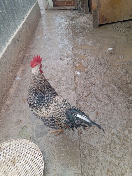 Продам молодого петуха