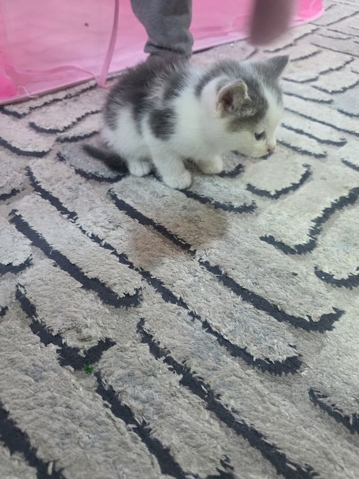 Продаются котята