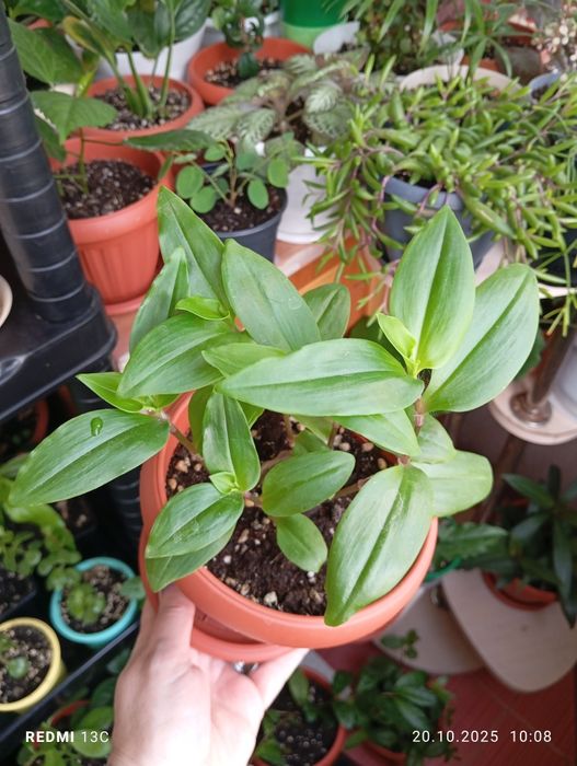 Продам растения цветы